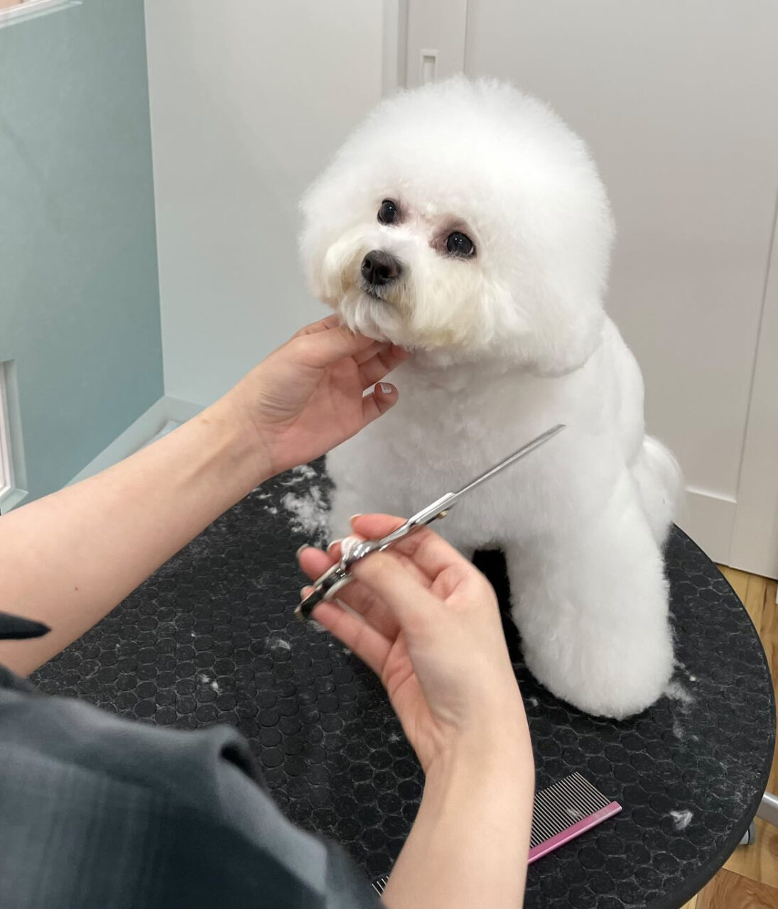 宇多津町浜8番丁 Dog salon ico