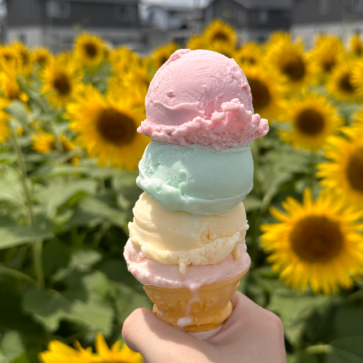 高松市仏生山町 ヒメクリン