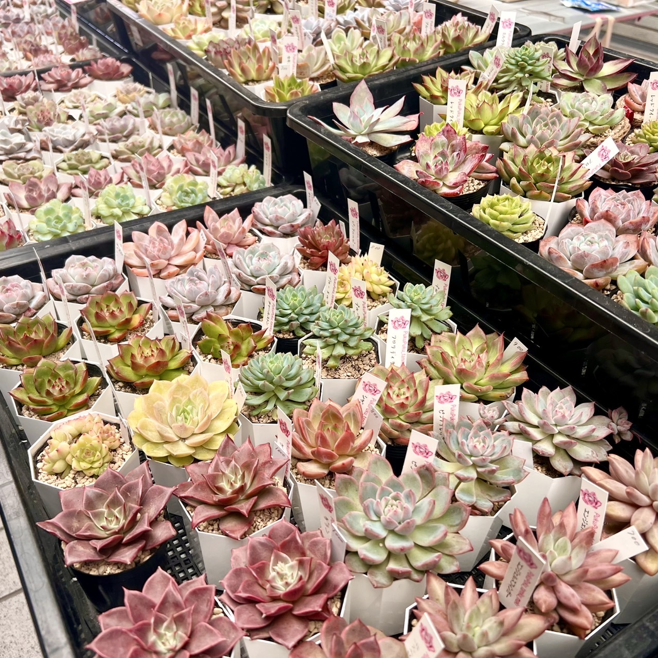 春フェス PukuPuku_taniku_maki