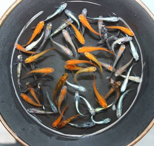 春フェス 向日葵メダカ