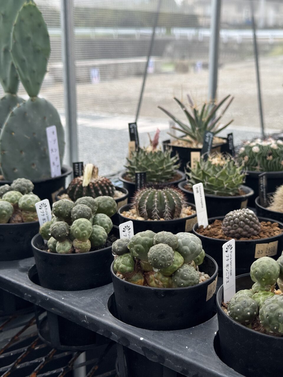 高松市川島東町 MIMI GARDEN